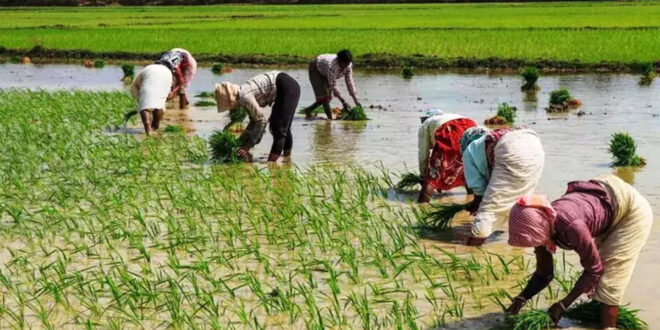 बारिश-ओला से प्रभावित किसानों को मोटे अनाजों का निःशुल्क बीज मिनीकिट