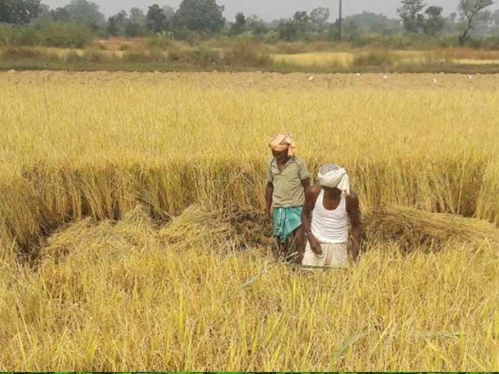 सरकार के इस कदम से रबी की फसलों से होगी अच्छी पैदावार सरकार के इस कदम से रबी की फसलों से होगी अच्छी पैदावार