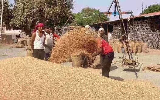 एक अप्रैल से शुरू होगी गेहूँ खरीद