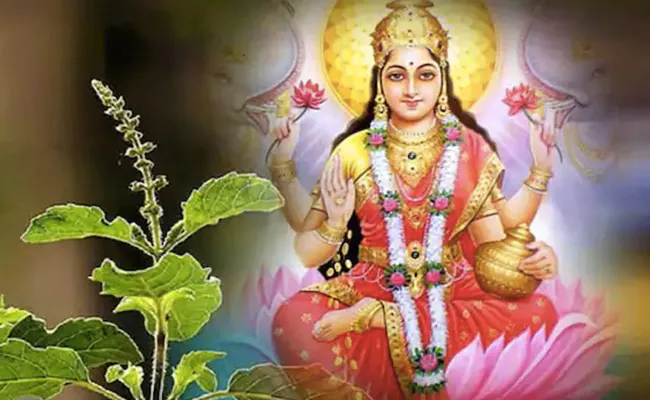 जानिए वास्तु शास्त्र के अनुसार तुलसी की सही दिशा के साथ अन्य नियम