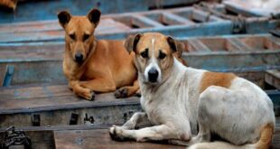 नगर निगमों में बनाए जाएगें एनीमल बर्थ कंट्रोल सेंटर