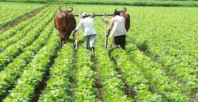 भारतीय किसान संघ ने बनायी गौ आधारित जैविक खेती अभ्यास की योजना