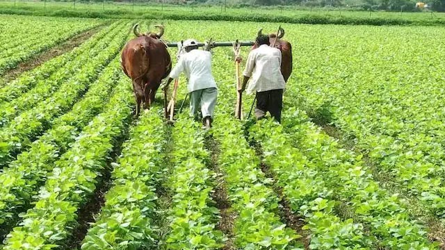 भारतीय किसान संघ ने बनायी गौ आधारित जैविक खेती अभ्यास की योजना भारतीय किसान संघ ने बनायी गौ आधारित जैविक खेती अभ्यास की योजना
