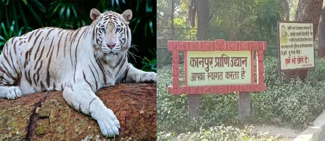 कानपुर चिड़ियाघर में नजर आएगी सफेद बाघिन और एशियाई शेरनी कानपुर चिड़ियाघर में नजर आएगी सफेद बाघिन और एशियाई शेरनी