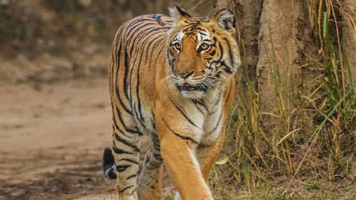 पौड़ी जिले के कोटद्वार में रिखणीखाल प्रखंड के अंतर्गत बाघ प्रभावित ग्रामीण क्षेत्रों में रात्रि कर्फ्यू लगा पौड़ी जिले के कोटद्वार में रिखणीखाल प्रखंड के अंतर्गत बाघ प्रभावित ग्रामीण क्षेत्रों में रात्रि कर्फ्यू लगा