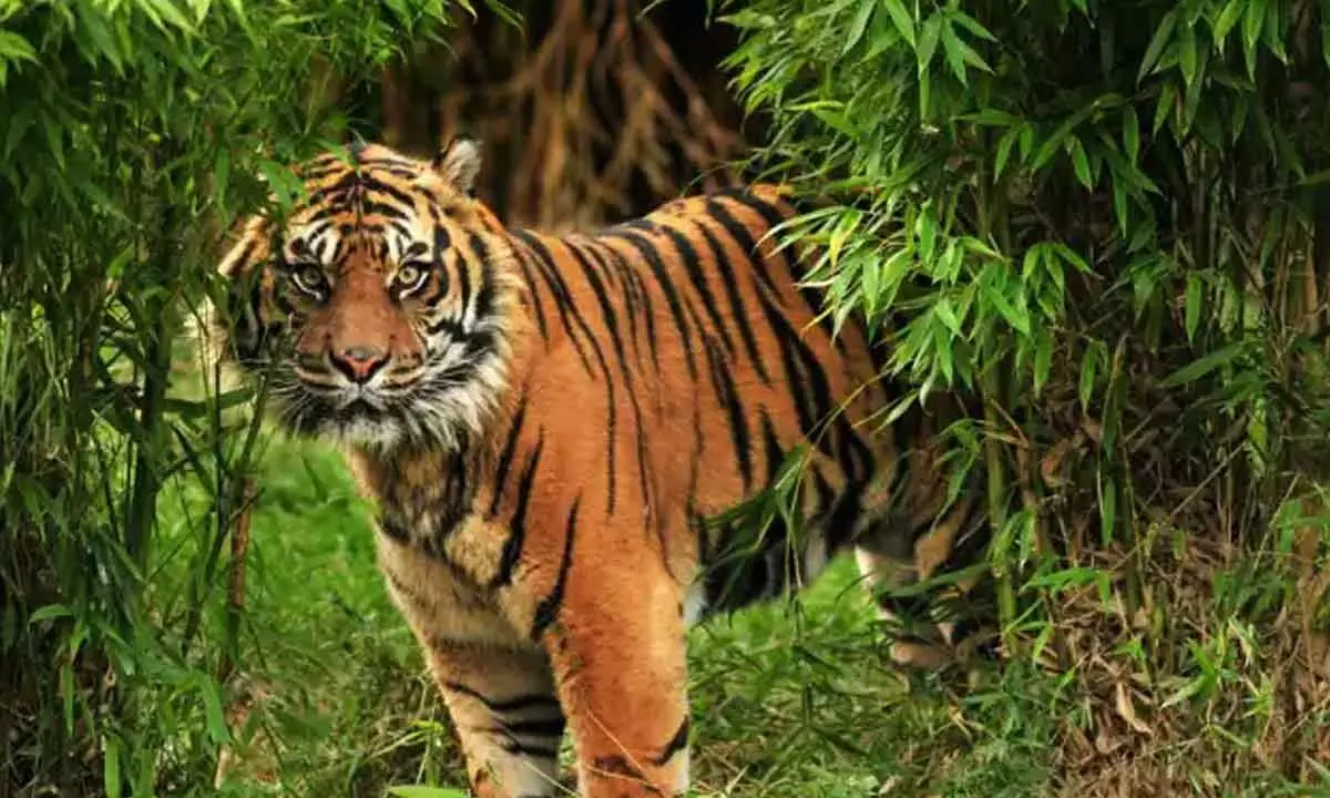 प्रोजेक्ट टाइगर के 50 साल पूरे होने के उपलक्ष्य में आयोजेट तीन दिवसीय कार्यक्रम का उद्घाटन करेंगे प्रधानमंत्री मोदी प्रोजेक्ट टाइगर के 50 साल पूरे होने के उपलक्ष्य में आयोजेट तीन दिवसीय कार्यक्रम का उद्घाटन करेंगे प्रधानमंत्री मोदी