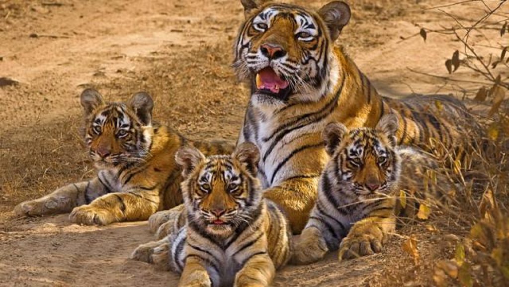 अगर आप मध्य प्रदेश के आसपास घूमने वाली जगहों की तलाश कर रहे हैं, तो खजुराहो एक अच्छा ऑप्शन है
