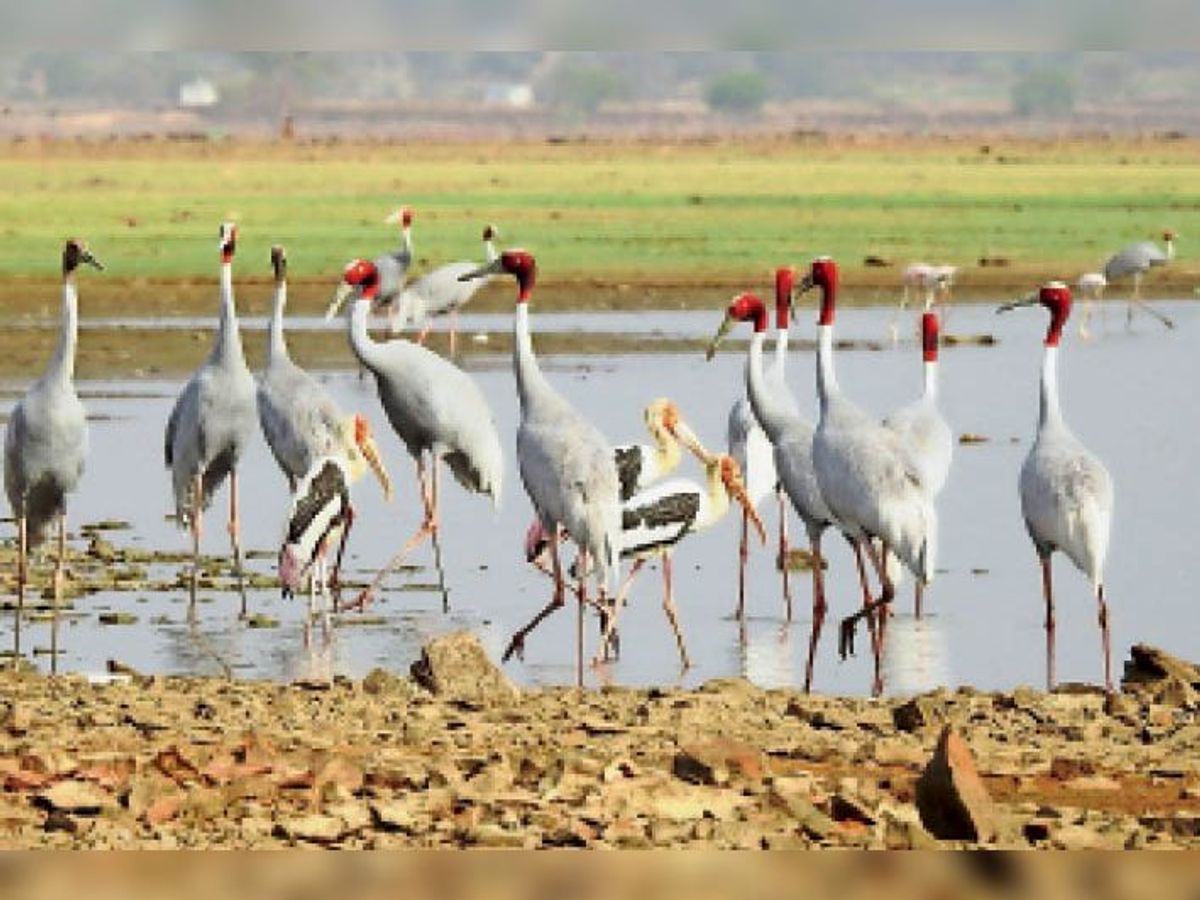 इस तरह राजकीय पक्षी सारस को मिलेगा प्राकृतिक आशियाना