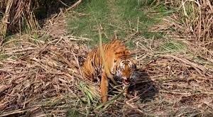 गन्ना फसल की गुड़ाई कर रहे ग्रामीण पर बाघ ने किया हमला.. 