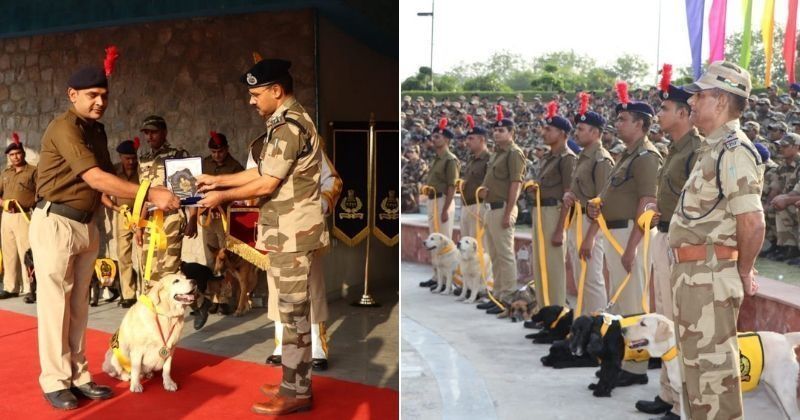 CISF में कार्यरत तीन स्निफर डॉग हाल ही में हुए रिटायर, अधिकारियों ने किया भव्य विदाई समारोह CISF में कार्यरत तीन स्निफर डॉग हाल ही में हुए रिटायर, अधिकारियों ने किया भव्य विदाई समारोह