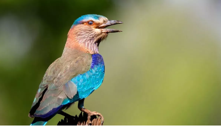 जानें दशहरा के दिन नीलकंठ देखना क्यों होता है शुभ और क्या है इसका धार्मिक महत्व जानें दशहरा के दिन नीलकंठ देखना क्यों होता है शुभ और क्या है इसका धार्मिक महत्व