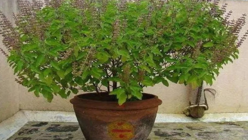 जानिए घर में तुलसी का पौधा लगाने के फायदे और धार्मिक महत्व!