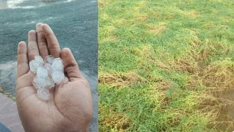 मौसम का सितम जारी, आंधी-पानी व ओलावृष्टि से फसलें बर्बाद