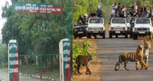 कार्बेट से राजाजी नेशनल पार्क भेजा गया चौथा बाघ