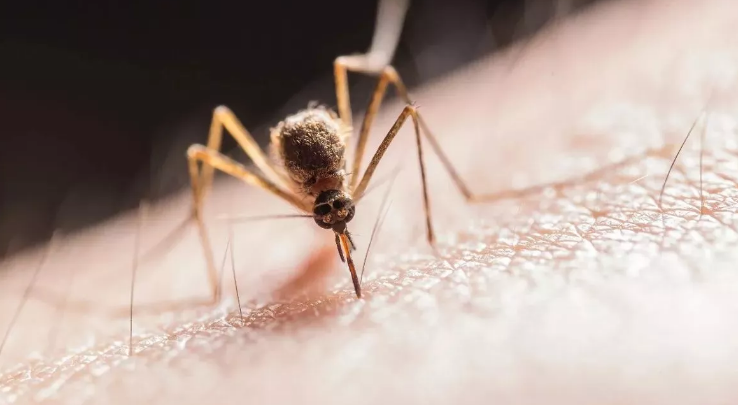 केरल में West Nile Fever का प्रकोप, तीन जिलों में अलर्ट जारी केरल में West Nile Fever का प्रकोप, तीन जिलों में अलर्ट जारी