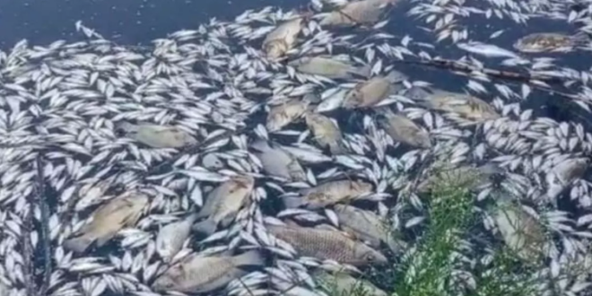 केरल की पेरियार नदी में हजारों मछलियां मरीं, सरकार सतर्क
