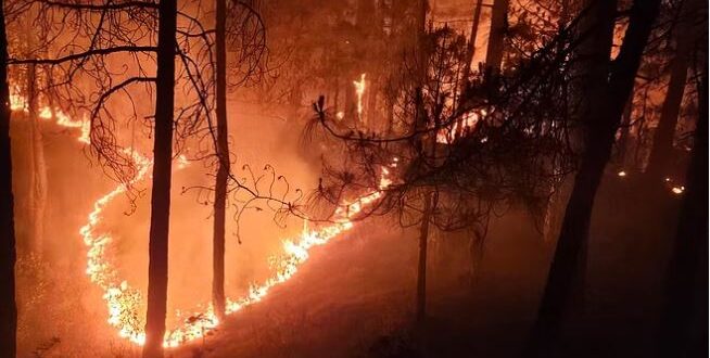 रात तक सुलगता रहा चंबल का बीहड़, वन्यजीव जान बचाकर भागे