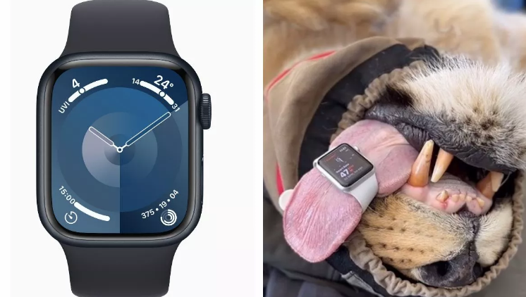 इंसान ही नहीं शेर के दिल की धड़कन माप रही Apple Watch; वैट ने किया दावा