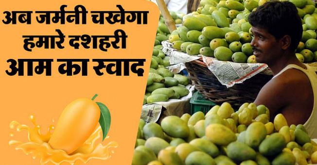 अब जर्मनी और यूएस भी भेजा जाएगा लखनऊ का दशहरी आम अब जर्मनी और यूएस भी भेजा जाएगा लखनऊ का दशहरी आम